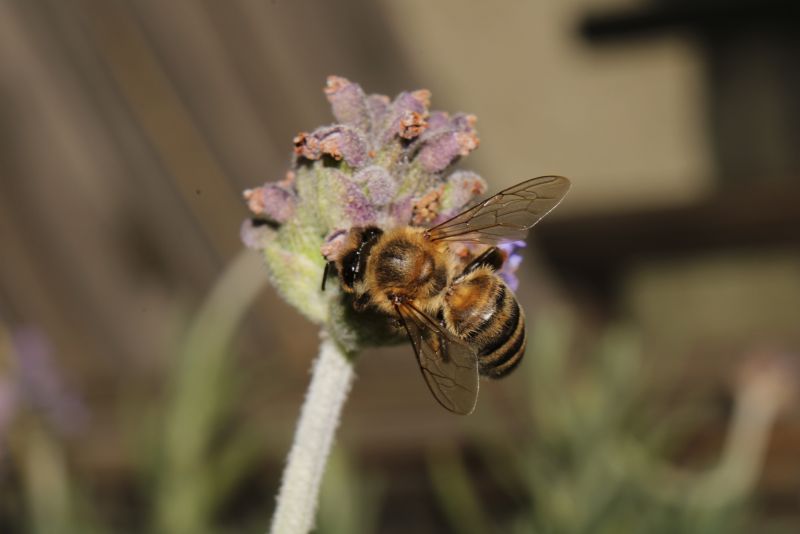 Bee on Lavender #2