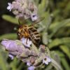 Bee on Lavender #8