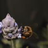 Bee on Lavender #6