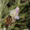 Bee on Lavender #1