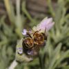 Bee on Lavender #3