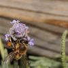 Bee on Lavender #7