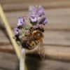 Bee on Lavender #4