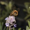 Bee on Lavender #5
