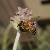 Bee on Lavender #2