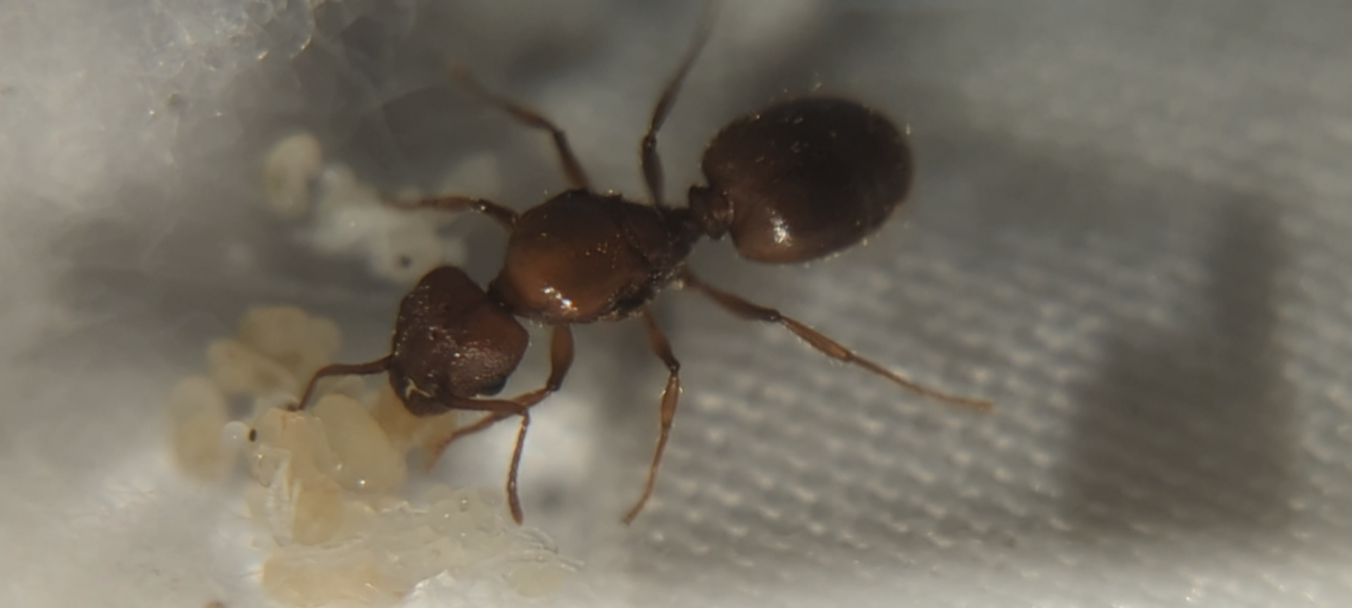 Pheidole queen