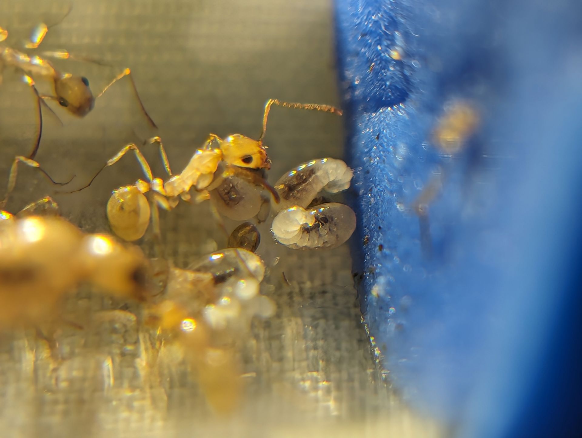 Aphaenogaster brood