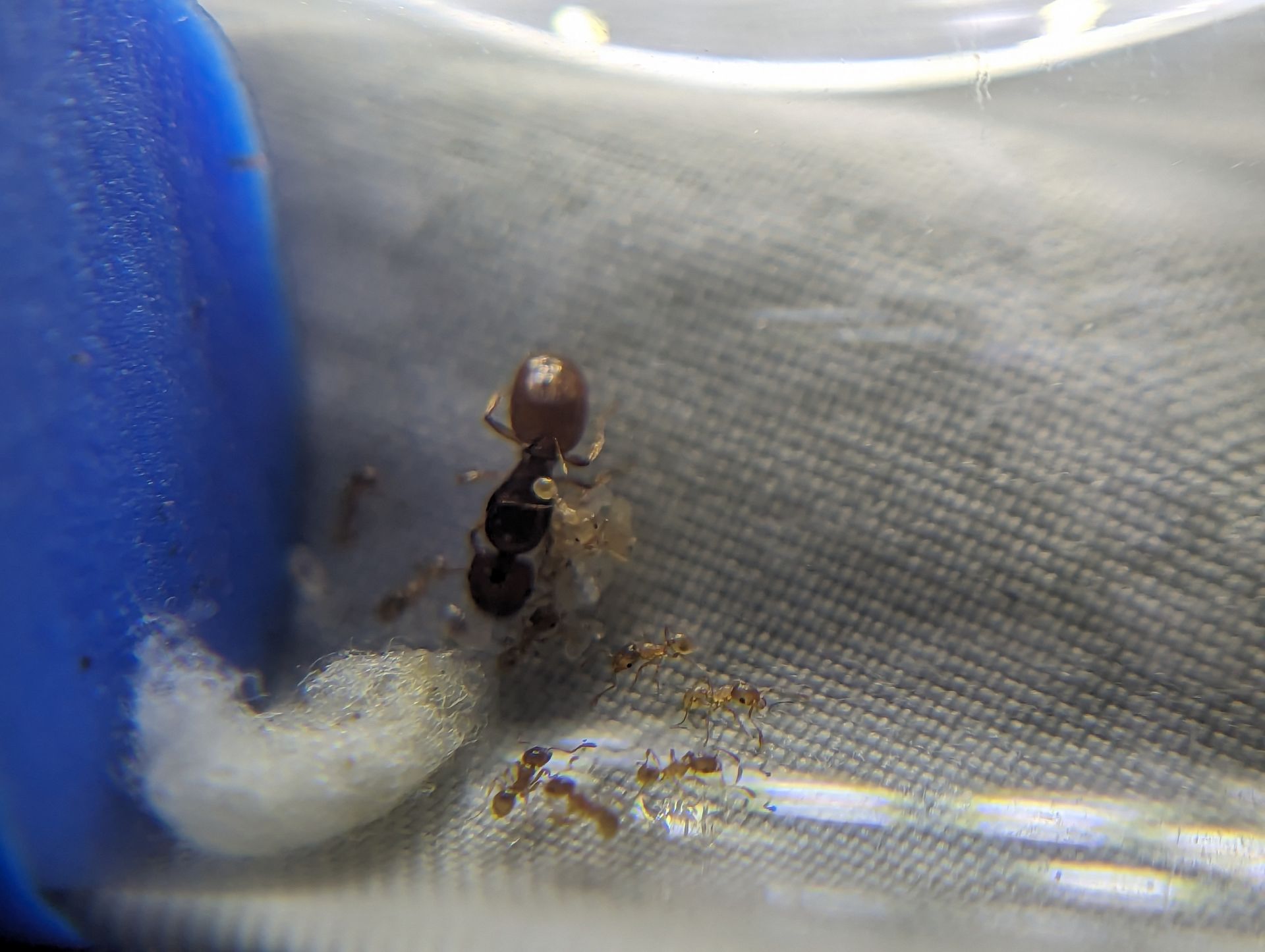 pheidole cerebrosior