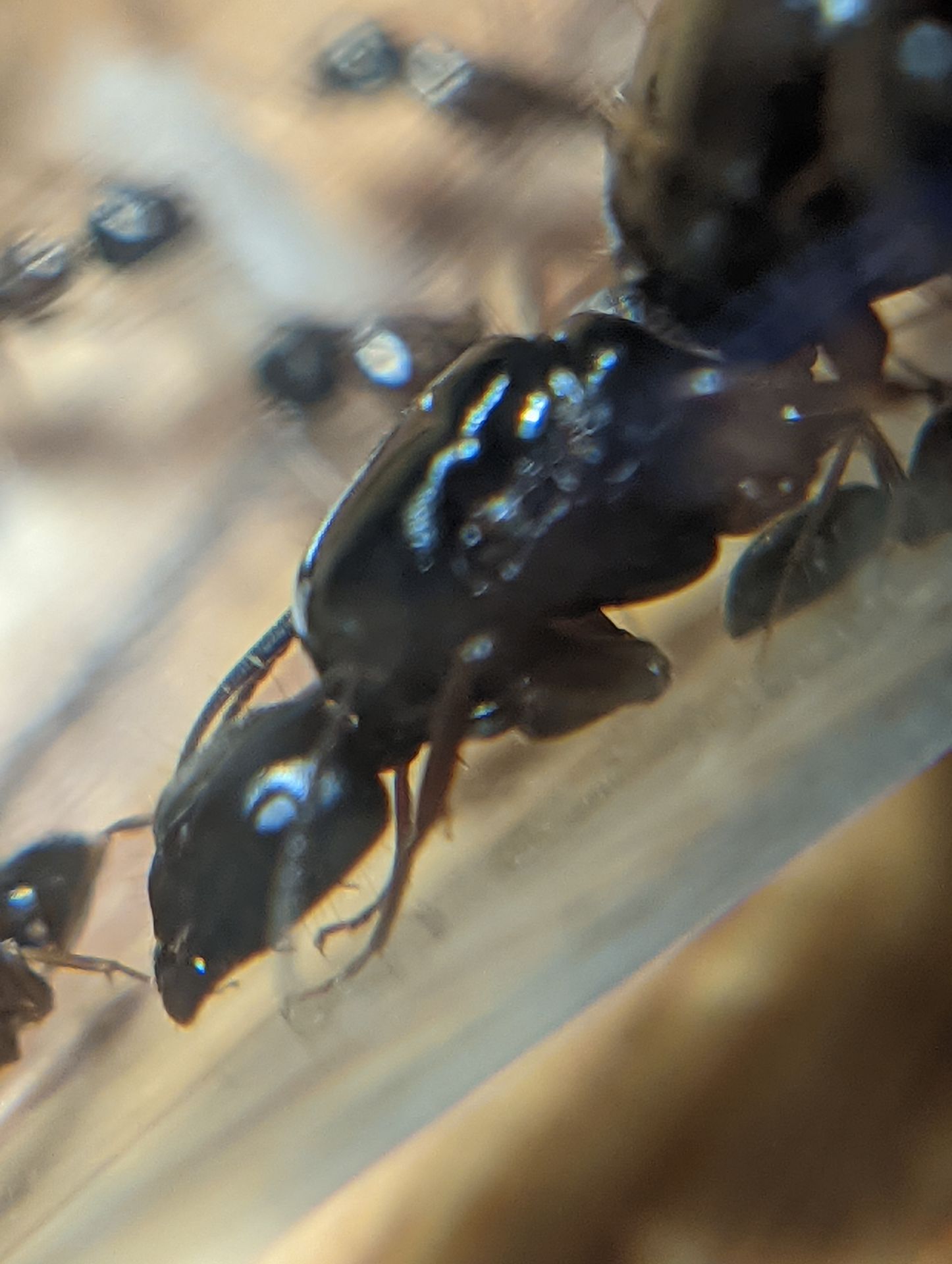 Camponotus queen Id