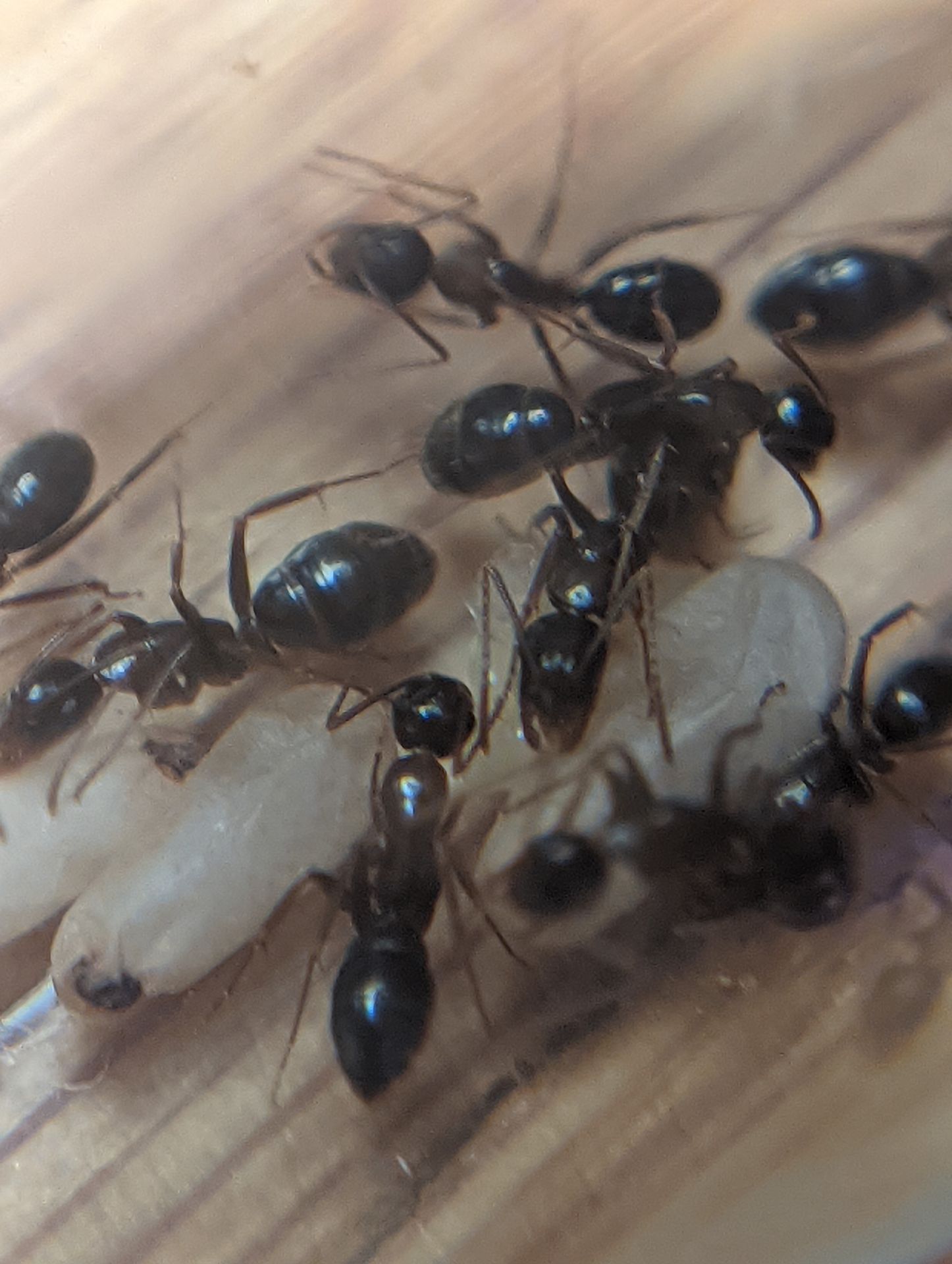 Camponotus workers Id