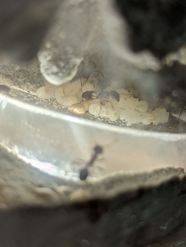 pogo brood