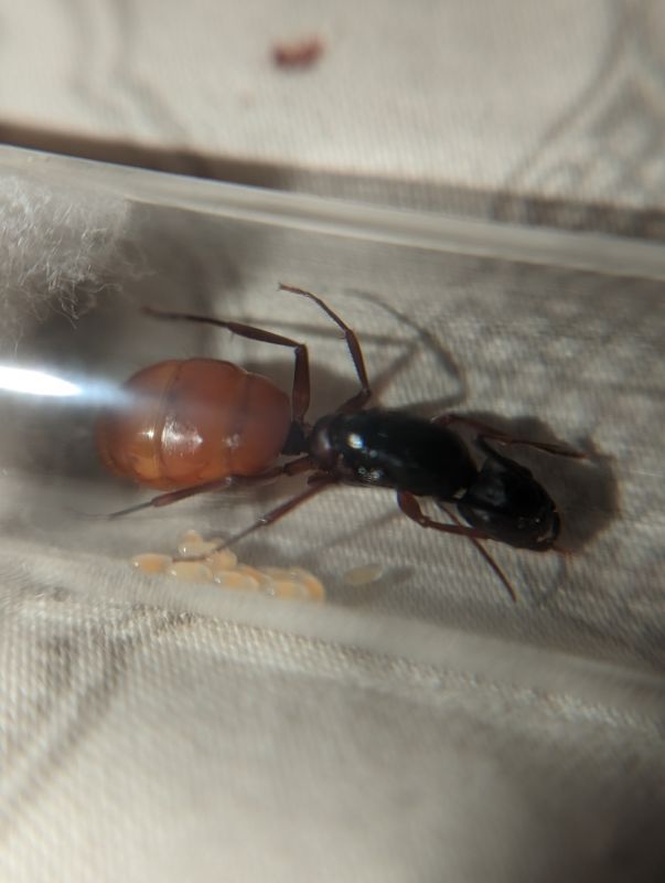 ca02 eggs