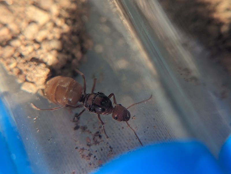 Myrmecocystus 7