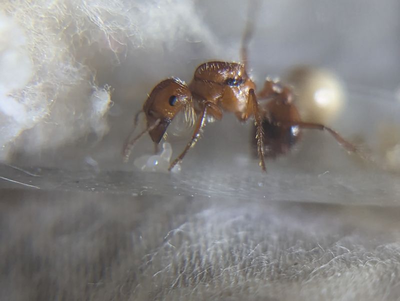 pogonomrymex Cali brood