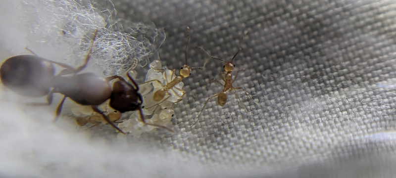 Pheidole workers