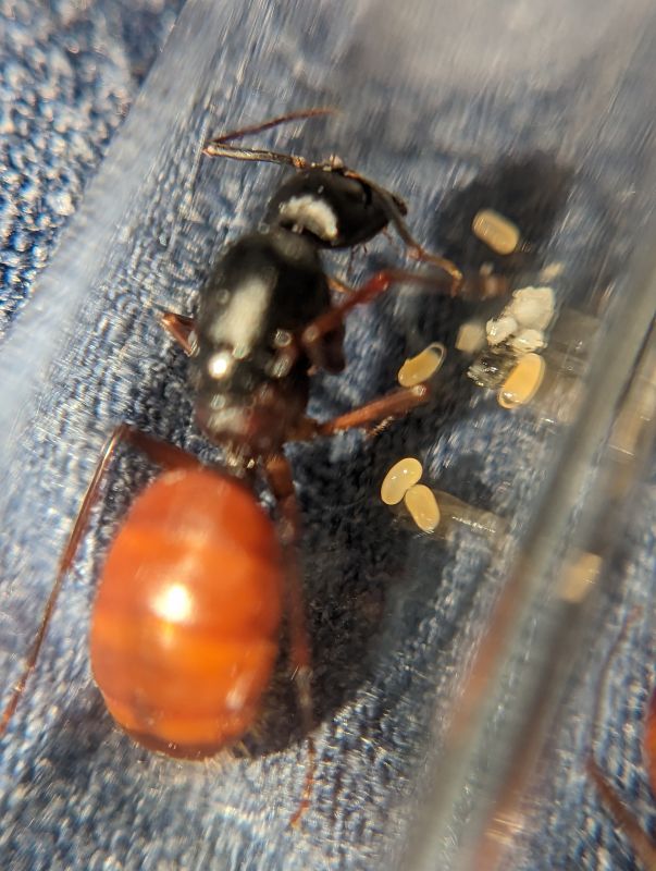 ca02 with eggs