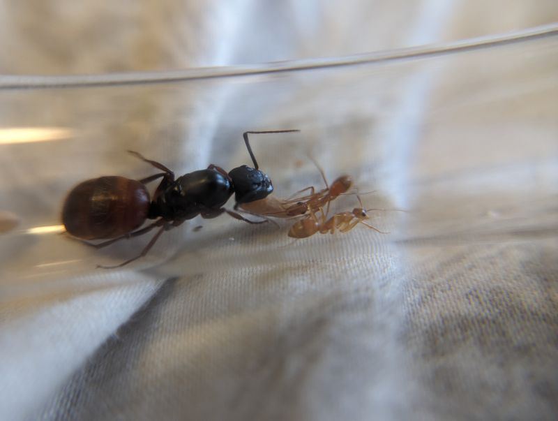 camponotus ca02 nanitics