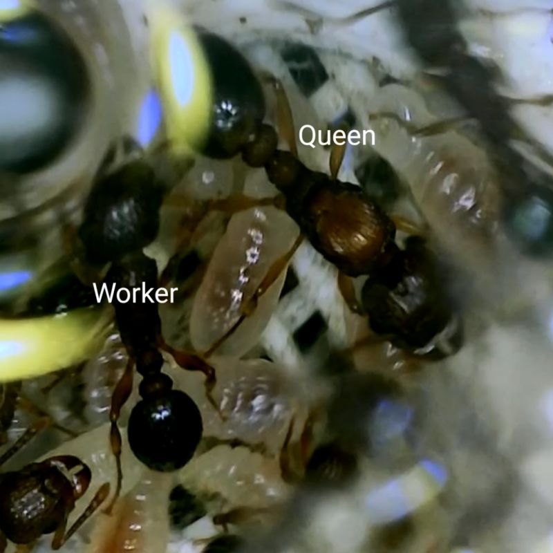 Queen v Worker