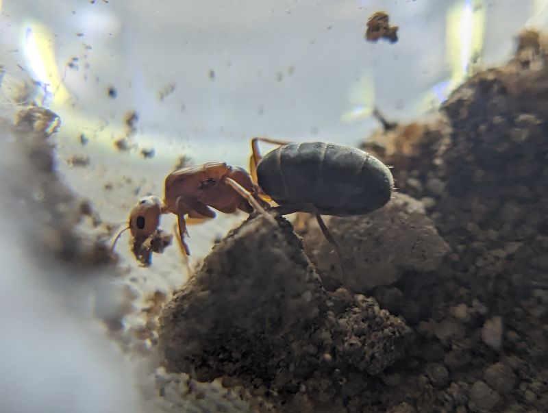 dorymyrmex 3
