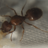 Pheidole queen