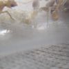 Aphaenogaster megammota eggs