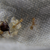 Pheidole workers