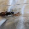 camponotus ca02 nanitics