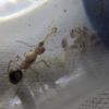 Aphaenogaster megammota