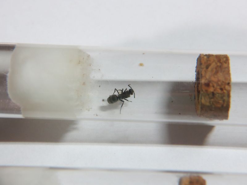 Unknown, Mini Polyrhachis vermiculosa