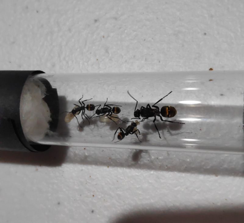 Polyrhachis ammon