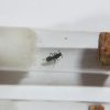 Unknown, Mini Polyrhachis vermiculosa