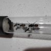 Polyrhachis ammon