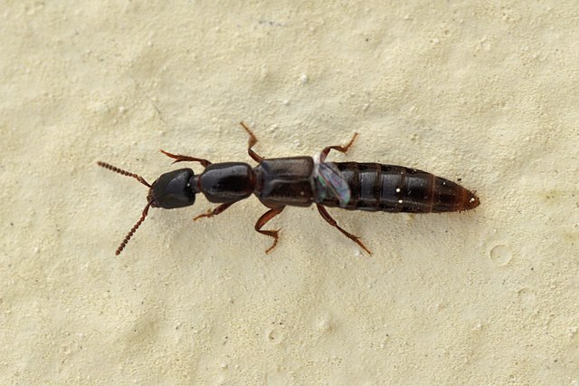 Little rove beetle (14228523682)