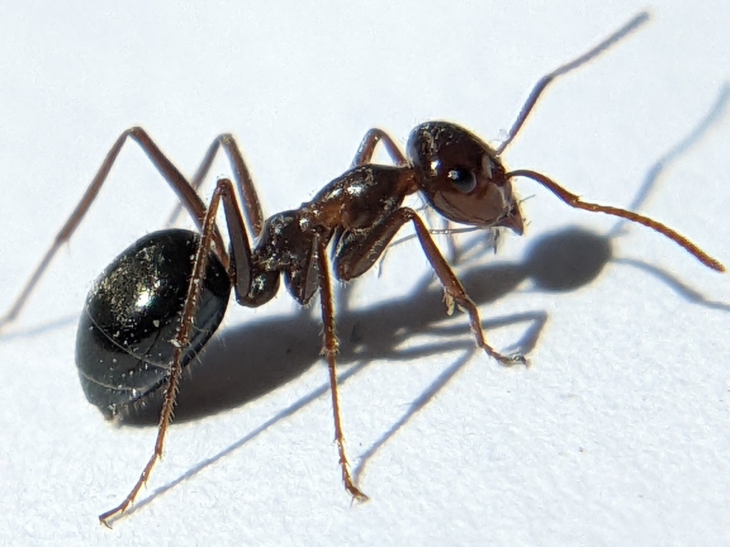 Myrmecocystus mimicus worker from live Oak canyon
