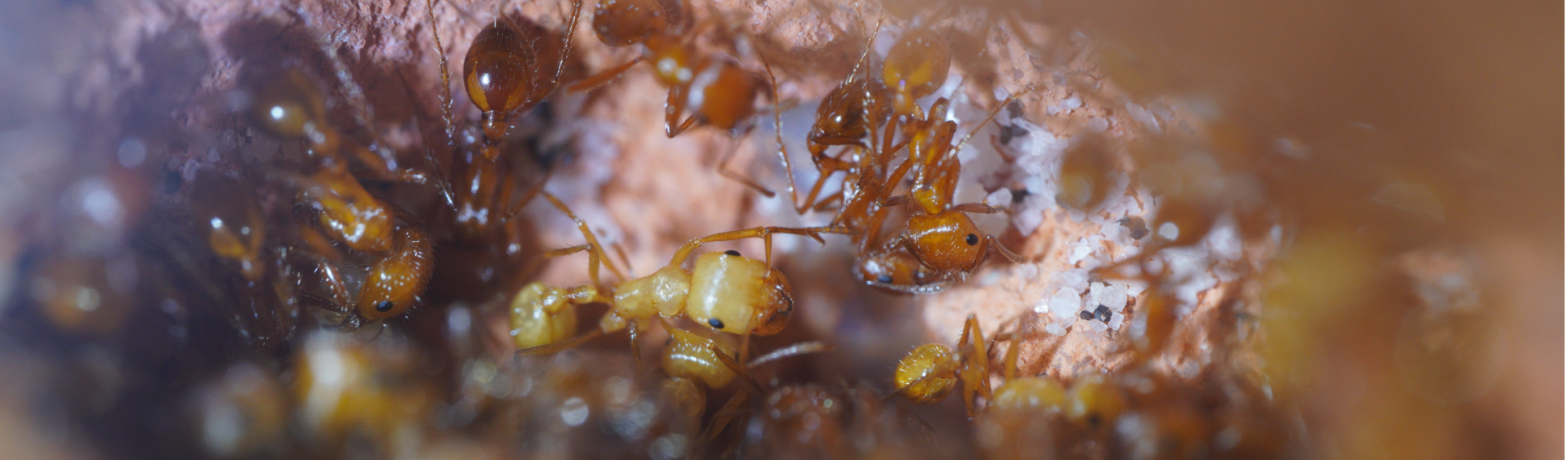 Pogonomyrmex californicus  1