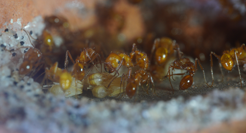 Pogonomyrmex californicus 4