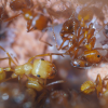 Pogonomyrmex californicus  1