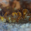 Pogonomyrmex californicus 4