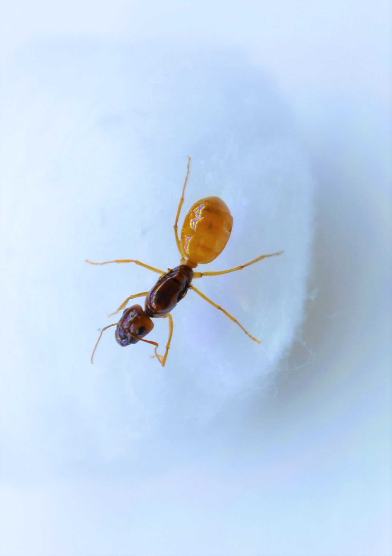 Camponotus fedstchenkoi queen