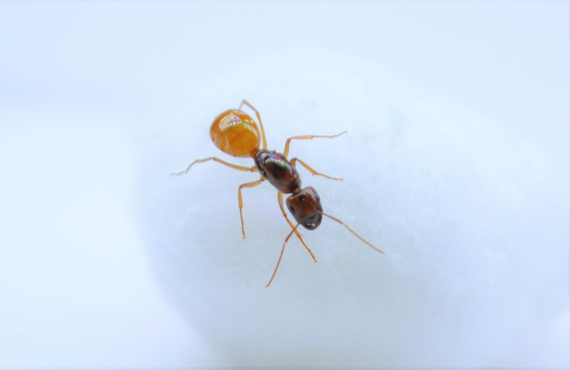 Camponotus fedstchenkoi queen (slightly blurry)