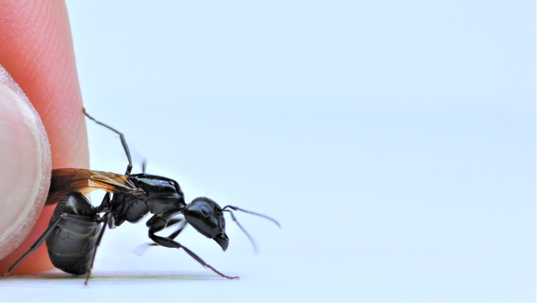 Camponotus pennsylvanicus with wings