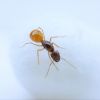 Camponotus fedstchenkoi queen (slightly blurry)