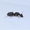 Camponotus pennsylvanicus queen
