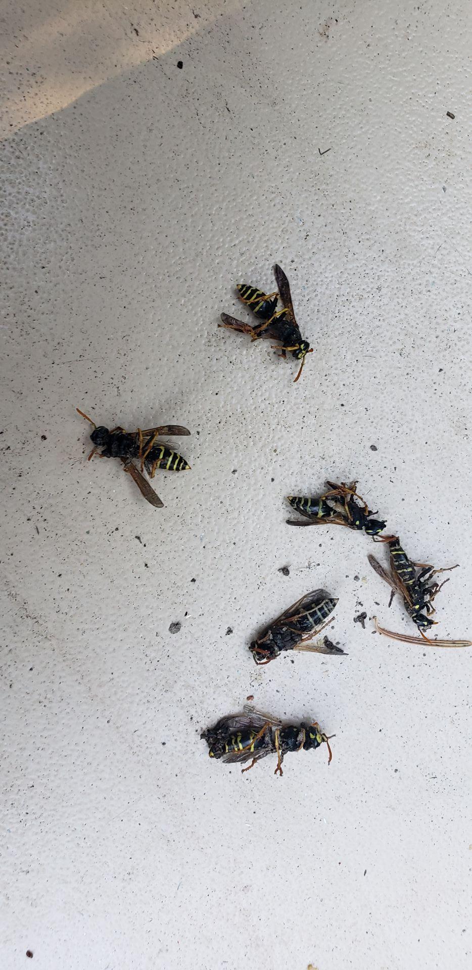 Dead Wasps