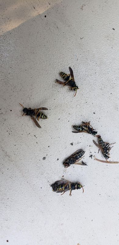 Dead Wasps