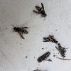 Dead Wasps