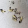 Wasp larvae