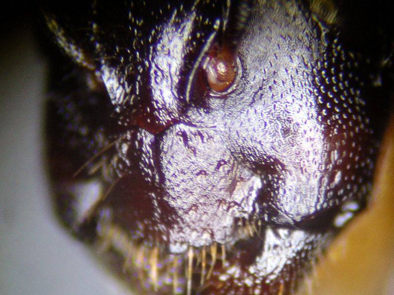 female 05 female 05