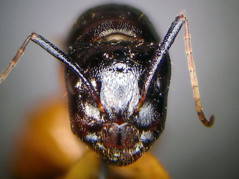 female 03