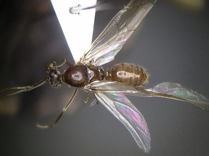 male 02